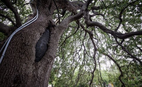 There’s No Other Historical Landmark In Austin Quite Like This 500-Year-Old Tree