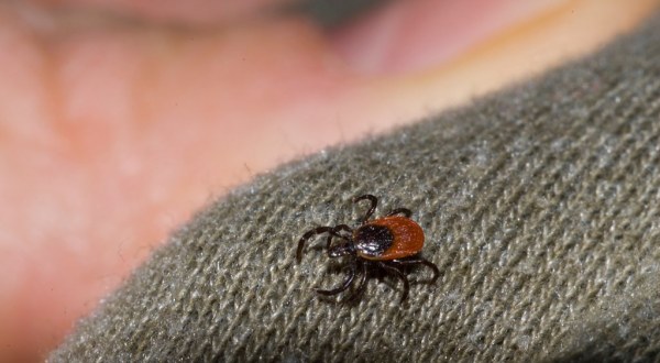 You Won’t Be Happy To Hear That New Jersey Is Experiencing A Major Surge Of Ticks This Year
