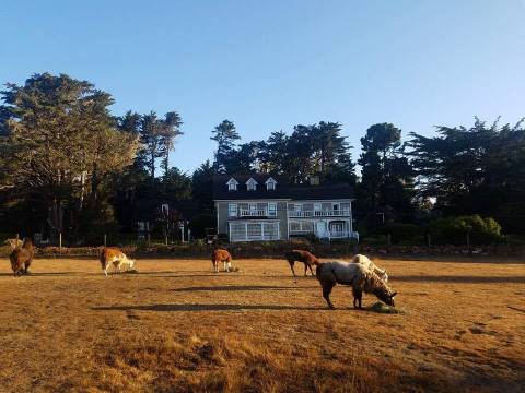 There's A Bed and Breakfast On This Llama Farm In Northern California And You Simply Have To Visit