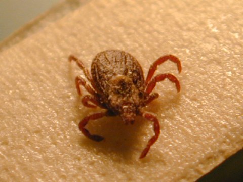 You Won’t Be Happy To Hear That Texas Is Experiencing A Major Surge Of Ticks This Year
