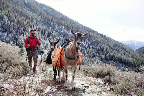 Go Hiking With Goats In Idaho For An Adventure Unlike Any Other