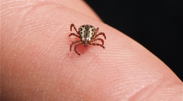 You Won’t Be Happy To Hear That Nebraska Is Experiencing A Major Surge Of Ticks This Year