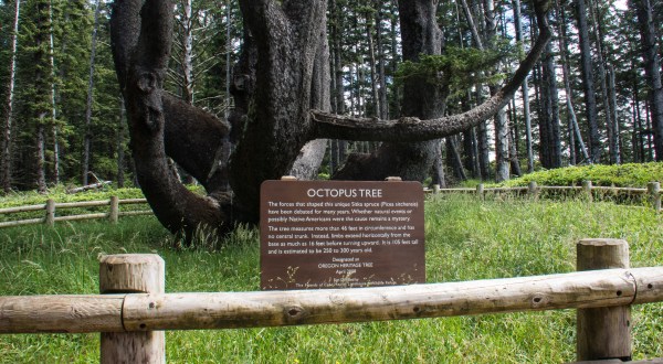 There’s No Other Historical Landmark In Oregon Quite Like This 300-Year-Old Tree