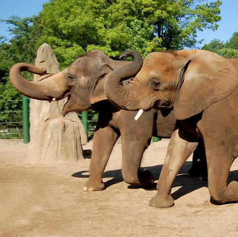 Kentucky's Most Underrated Zoo Is 50 Years Old And It's Time To Pay It A Visit