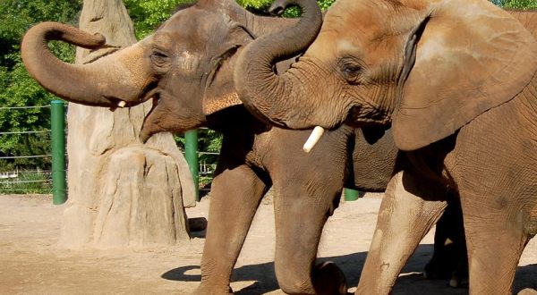 Kentucky’s Most Underrated Zoo Is 50 Years Old And It’s Time To Pay It A Visit