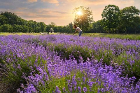 Get Lost In This Beautiful 25-Acre Lavender Farm In Connecticut