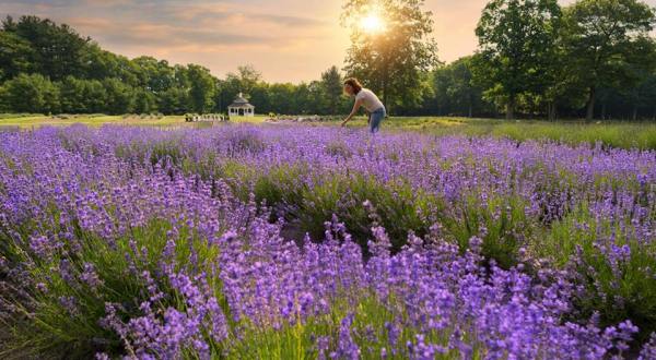 Get Lost In This Beautiful 25-Acre Lavender Farm In Connecticut