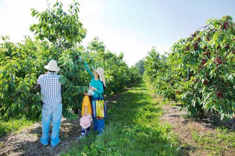 The Sweet Cherry Farm In Massachusetts With Homemade Pie That Will Make You Swoon