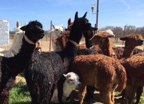 Visit This Oklahoma Alpaca Farm For A Fun And Fuzzy Adventure