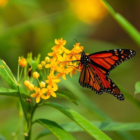 The Monarch Butterfly Festival In Cincinnati That's Sure To Dazzle