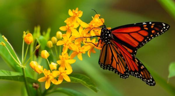 The Monarch Butterfly Festival In Cincinnati That’s Sure To Dazzle