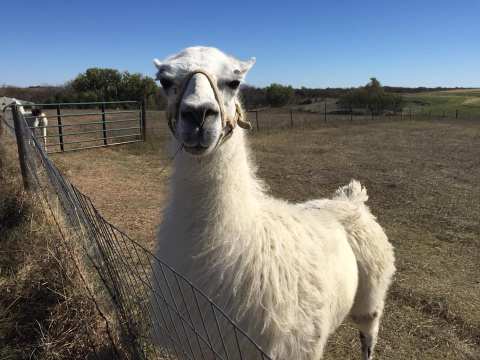 Visit This Nebraska Alpaca Farm For A Fun And Fuzzy Adventure