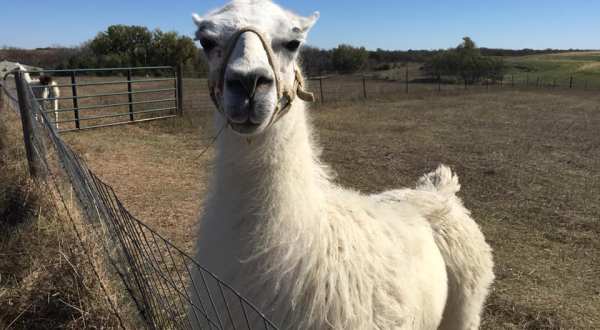 Visit This Nebraska Alpaca Farm For A Fun And Fuzzy Adventure