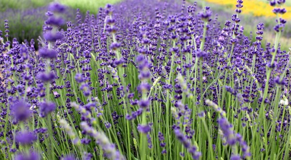 Get Lost In This Beautiful Lavender Farm In South Carolina