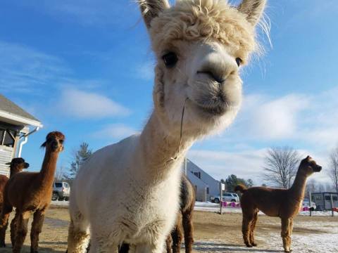 Visit This Maine Alpaca Farm For A Fun And Fuzzy Adventure