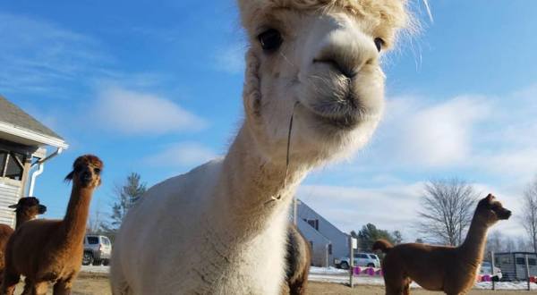 Visit This Maine Alpaca Farm For A Fun And Fuzzy Adventure