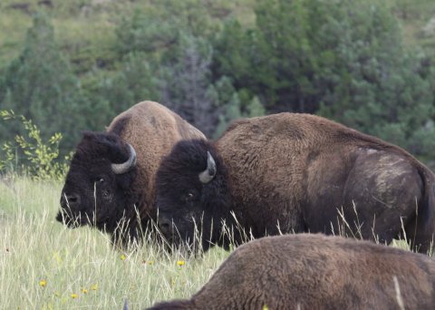 The First Annual Buffalo Festival Is Coming To This North Dakota Town