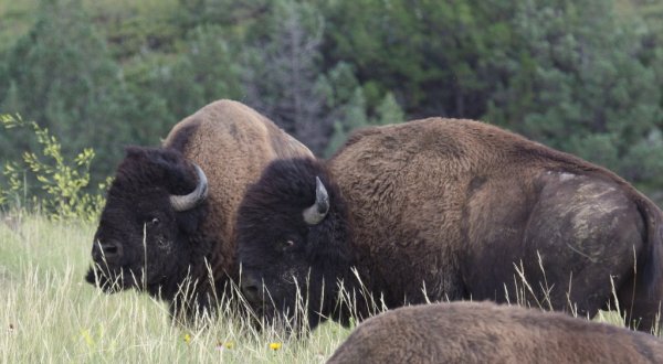 The First Annual Buffalo Festival Is Coming To This North Dakota Town