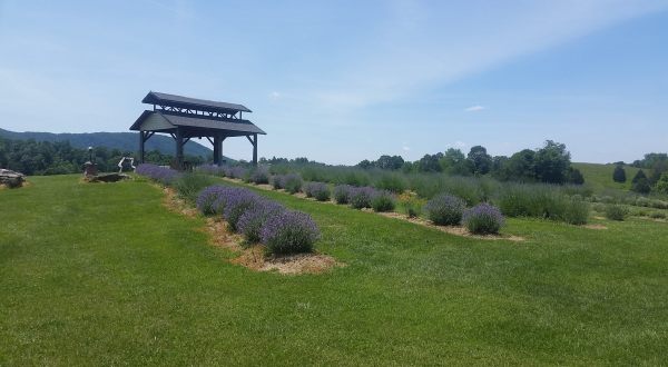 This Lavender Farm Is Located On A Virginia Winery And The Combination Is Magical