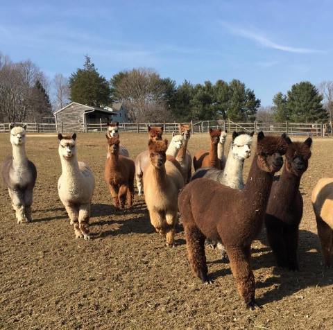 Visit This New York Alpaca Farm For A Fun And Fuzzy Adventure