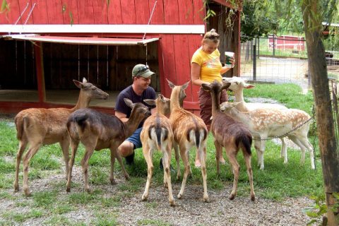 The One Of A Kind Deer Park In Tennessee That Your Kids Will Absolutely Love