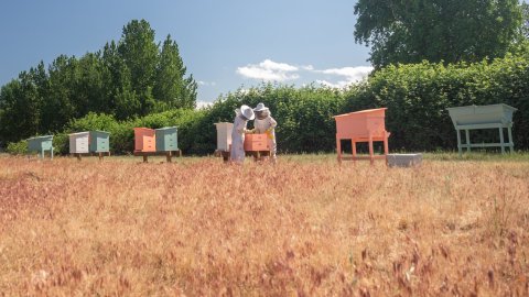 Go On A Bee Safari At This Beautiful Family Farm In Oregon