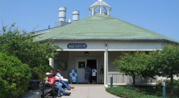 Play With Sharks At This Maine Aquarium For An Absolutely Thrilling Adventure