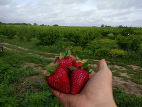 This 80-Acre U-Pick Berry Farm Near Austin Is The Perfect Way To Spend An Afternoon