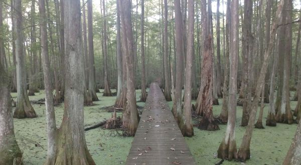 These 7 Easy Loop Trails In Louisiana Are Perfect For A Weekend Adventure