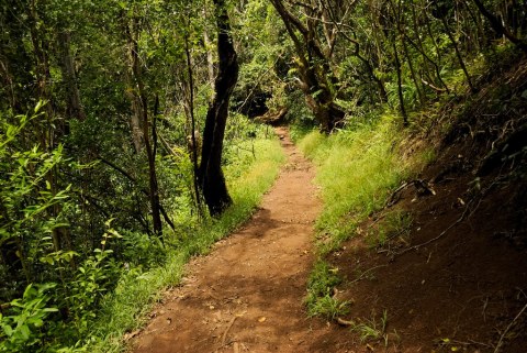 Escape Into The Forest On This Easy 2.5-Mile Trail In Hawaii