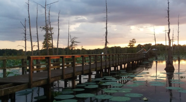 8 Swamp Trails That Will Show You How Beautiful Louisiana Truly Is