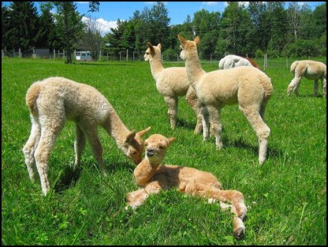 Visit This Vermont Alpaca Farm For A Fun And Fuzzy Adventure
