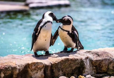 Play With Penguins At This Pennsylvania Zoo For An Absolutely Adorable Adventure