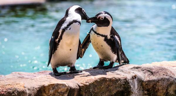 Play With Penguins At This Pennsylvania Zoo For An Absolutely Adorable Adventure