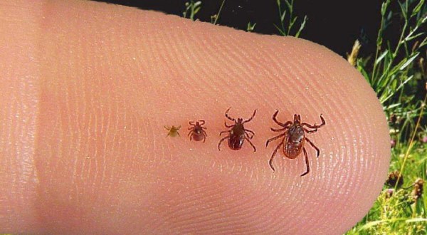 You Won’t Be Happy To Hear That New Hampshire Is Experiencing A Major Surge Of Ticks This Year