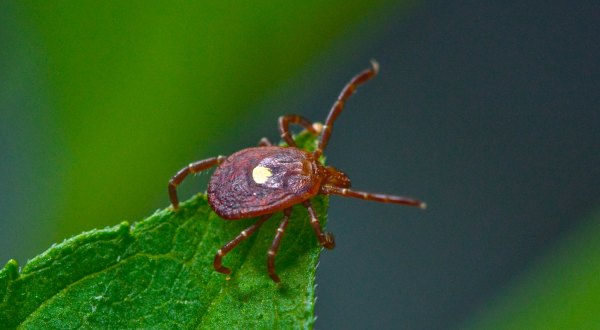You Won’t Be Happy To Hear That Delaware Is Experiencing A Major Surge Of Ticks This Year