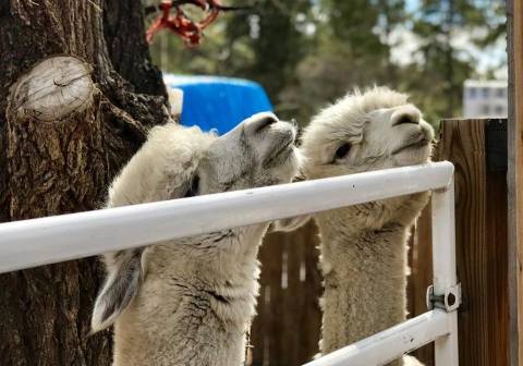 Visit This Colorado Alpaca Farm For A Fun And Fuzzy Adventure