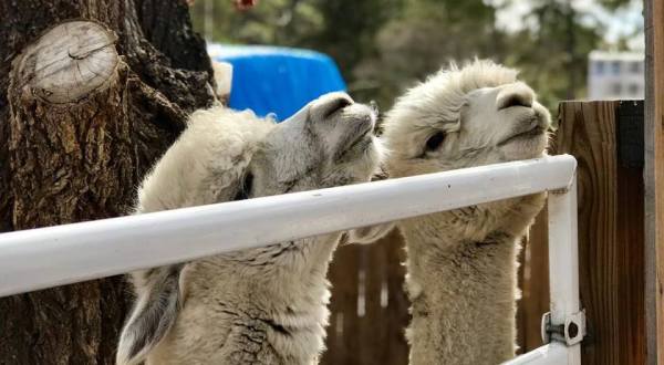 Visit This Colorado Alpaca Farm For A Fun And Fuzzy Adventure
