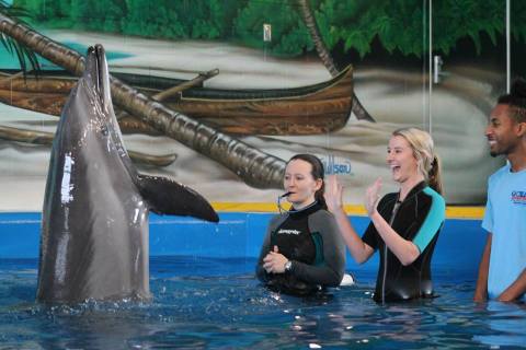 Play With Dolphins At This Mississippi Marine Park For An Absolutely Adorable Adventure