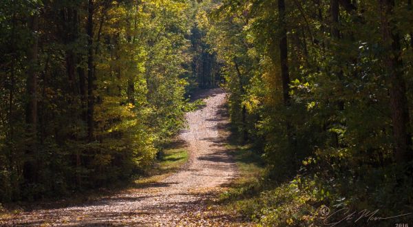 This Underrated Trail Near Nashville Is The Perfect Spot For A Peaceful Hike