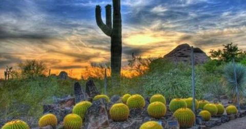 This Enchanting Arizona Garden Has Over 250 Types Of Cactus