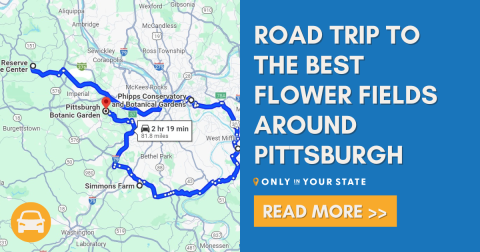 Take This Road Trip To The 5 Most Eye-Popping Flower Fields Around Pittsburgh