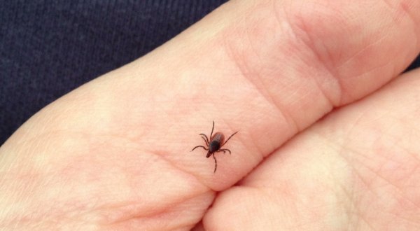 You Won’t Be Happy To Hear That Kansas Is Experiencing A Major Surge Of Ticks This Year