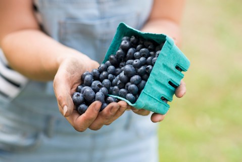 This Delightful Blueberry Festival In Massachusetts Might Be The Best Thing About Summer