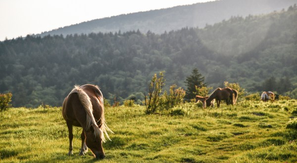 The One Park In Virginia With Wild Ponies, Camping, And Trails Truly Has It All