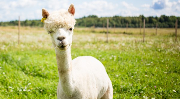 Hang Out With Alpacas At This Charming Country Farm In Massachusetts