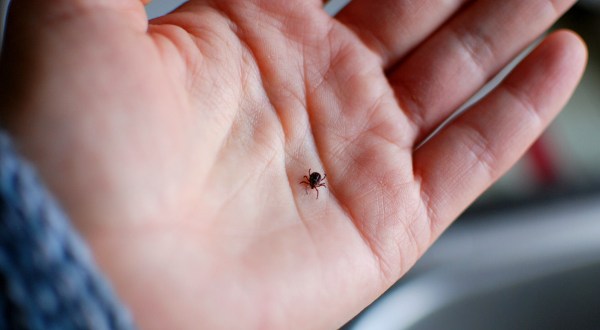 You Won’t Be Happy To Hear That Vermont Is Experiencing A Major Surge Of Ticks This Year