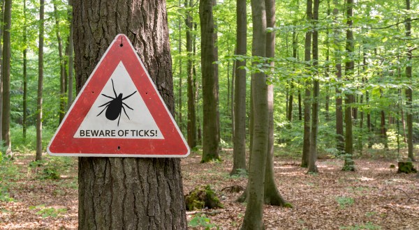 You Won’t Be Happy To Hear That Colorado Is Experiencing A Major Surge Of Ticks This Year