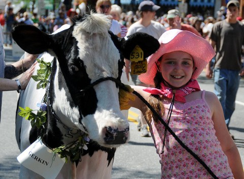 Celebrate Spring In Vermont With This Whimsical Cow Parade And Festival