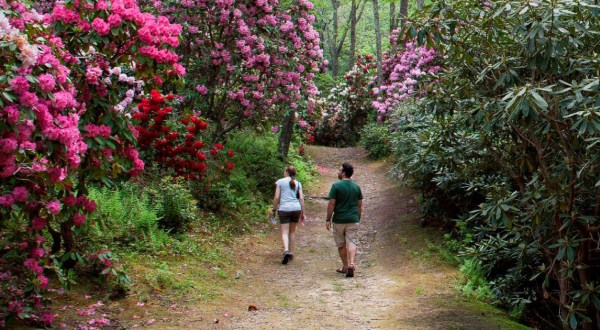 Wander Through Flowers As Tall As Trees At This Spectacular Spring Festival In Massachusetts